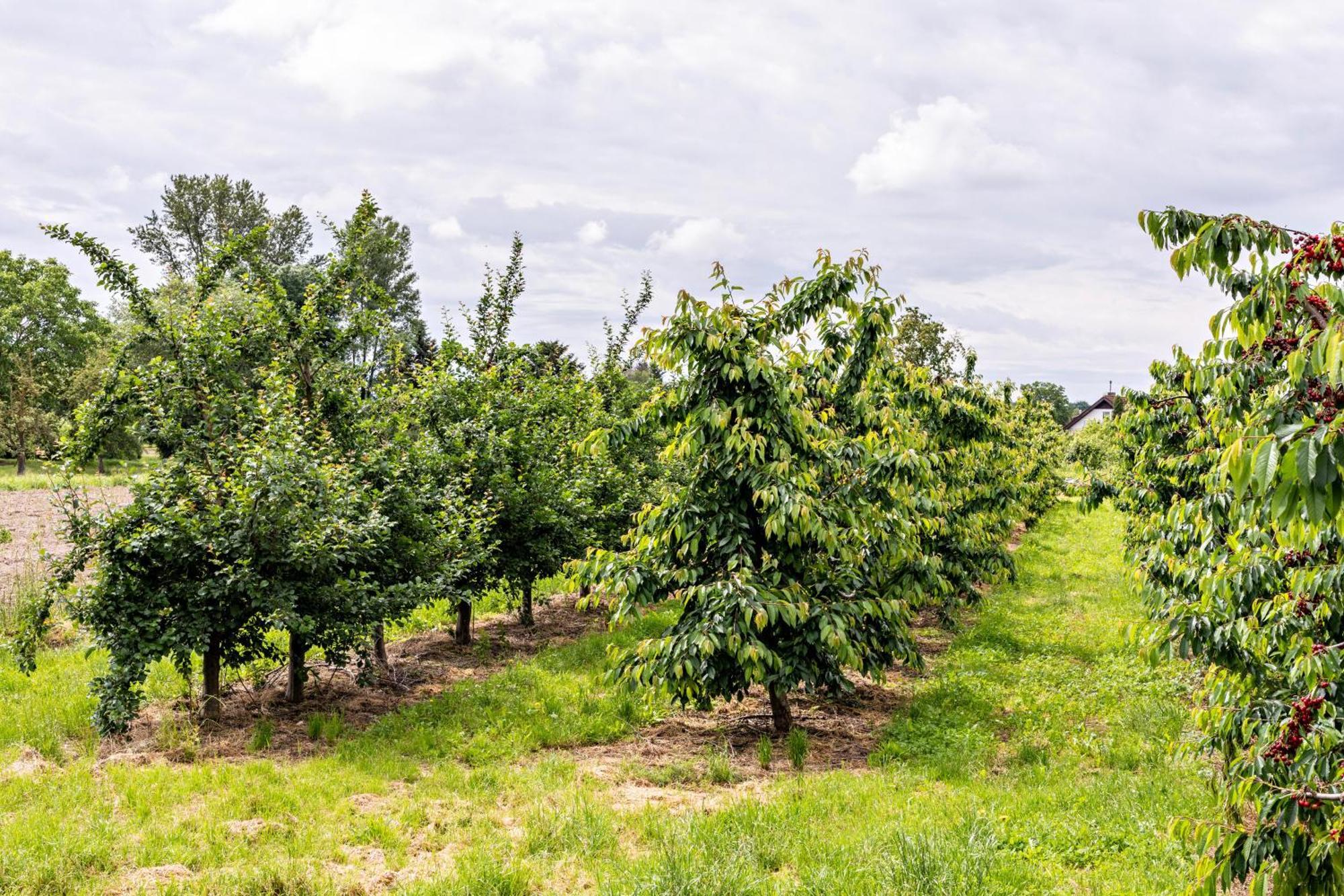 Ferienwohnung Im Obstgarten Ihringen Zewnętrze zdjęcie
